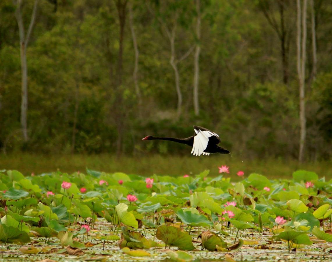 Wild Nature Lodge, Mareeba Wetlands Biboohra Kültér fotó